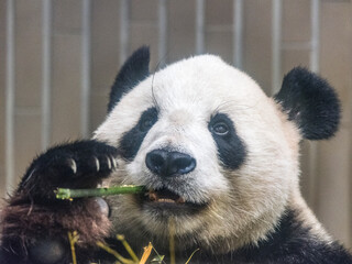 Panda series: giant panda eating bamboo close-up