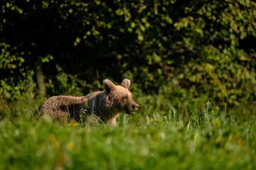 Fototapeta premium Niedźwiedź brunatny (Ursus arctos) w lesie. Karpaty, Bieszczady. Polska.