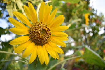 sunflower in the garden