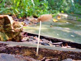 Brown mushroom On the floor in nature
