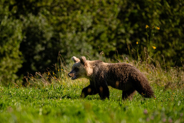 Brown Bear (Ursus arctos) in the forest. Carpathian Mountains, Bieszczady. Poland.