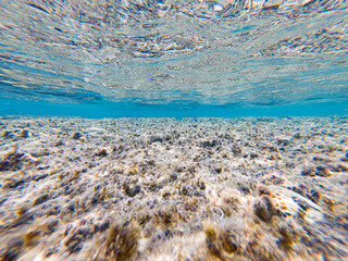 透明な海のサンゴ礁