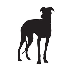 Greyhound Dog Standing On a Front View Silhouette Found In Map Of Europe