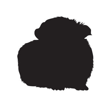 Guinea Pig (Cavia porcellus)  Sitting On a Front View Silhouette Found In Map Of South Africa