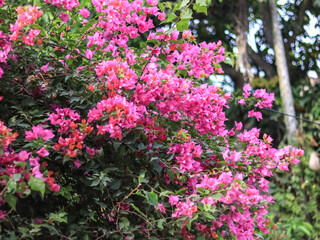 Obraz premium pink flowers in the garden