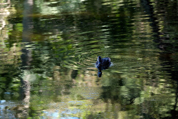 静かに湖面を泳ぐカモ
