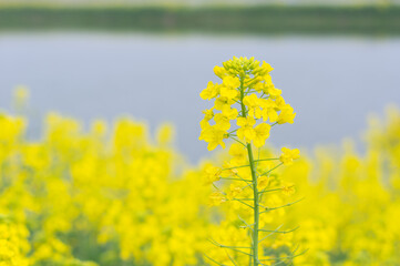 Spring scenery of Hubei Daye Zhaoshan Forest Park