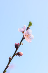 Spring scenery of Hubei Daye Zhaoshan Forest Park
