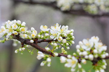 Spring scenery of Hubei Daye Zhaoshan Forest Park
