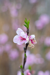 Obraz premium Spring scenery of Hubei Daye Zhaoshan Forest Park