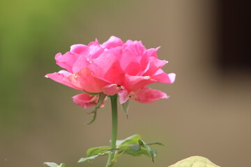 Beautiful Pink rose flower in the garden