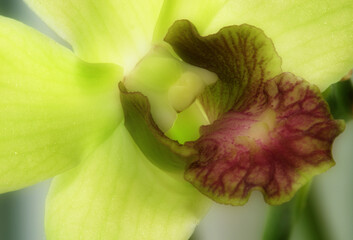 A green orchid with a purple throat in close up