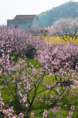 Obraz premium Spring scenery of Hubei Daye Zhaoshan Forest Park