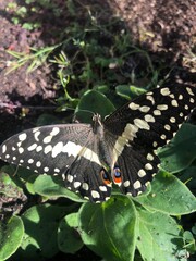 The Inquisitive Flutterby

