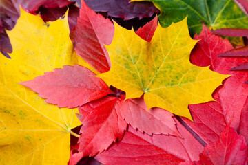 Naklejka na ściany i meble Collection of different autumn colored leaves, texture background