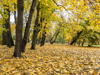 autumnal park scene. maple trees with bright yellow foliage. ground covered with dry fallen leaves