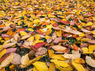 autumnal park floor covered with fallen bright beech leaves. closeup view