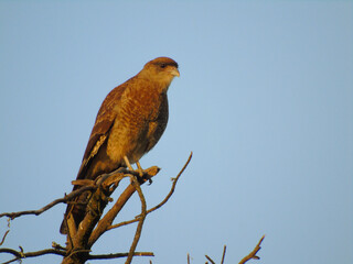 aves libres