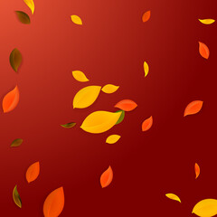 Falling autumn leaves. Red, yellow, green, brown c