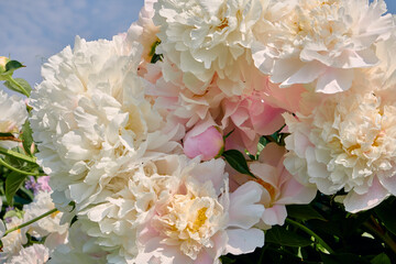 White and pink peony flowers in a garden on a sunny summer day