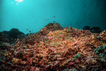 Plakat Underwater reef scene, colorful coral reef ecosystem with tropical fish and clear blue water, Indonesia diving