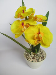 Yellow flower