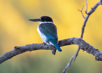 Collared Kingfisher, Tinchi Tamba Reserve Wetlands, Brisbane Australia