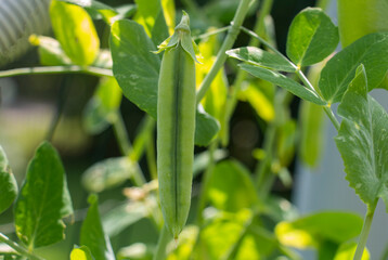 fresh green peas on a plantation in summer on a sunny day