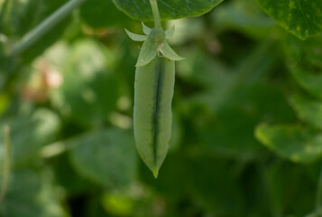 fresh green peas on a plantation in summer on a sunny day