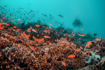 Fototapeta na wymiar Scuba divers swimming peacefully among colorful coral reef formations in crystal clear blue water