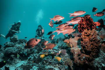 Scuba divers swimming peacefully among colorful coral reef formations in crystal clear blue water