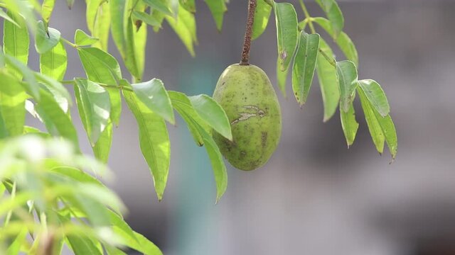 hog plum In a Garden with wind blow