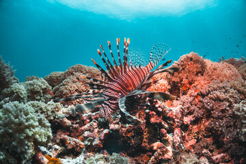 Lion fish resting among coral reef against blue ocean background