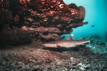 Whitetip reef shark resting under coral ledge