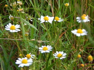 grass and flowers