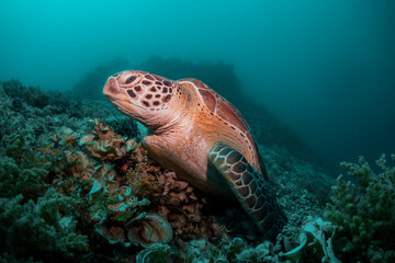 Sea turtle in the wild, resting underwater among colorful coral reef in clear blue water, Indonesia, Gili Trawangan