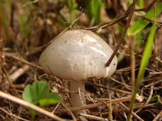 mushroom in the grass