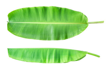 The top view and sides of the banana plant tree leaves on a white background.