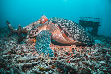 Sea turtle in the wild, resting underwater among colorful coral reef in clear blue water, Indonesia, Gili Trawangan