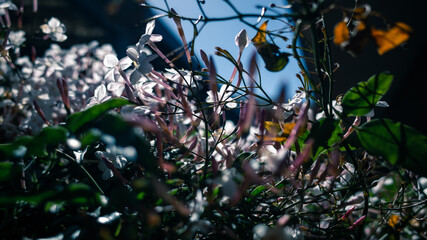 Tree branches and flowers