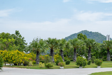 Scenic View of a Beautiful Garden with a Large Open Green Grass Lawn ,Park and lawn green trees large courtyard beautiful sunlight