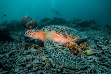 Fototapeta premium Sea turtle in the wild, resting underwater among colorful coral reef in clear blue water, Indonesia, Gili Trawangan