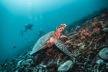 Sea turtle in the wild, resting underwater among colorful coral reef in clear blue water, Indonesia, Gili Trawangan