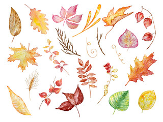 watercolor illustration set of autumn leaves and branches