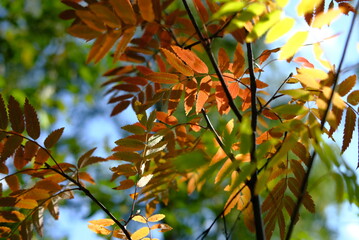 red autumn leaves