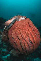 Green sea turtle relaxing inside a large barrel sponge coral, Indonesia, Gili Trawangan