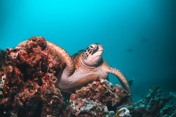 Sea turtle in the wild, resting underwater among colorful coral reef in clear blue water, Indonesia, Gili Trawangan