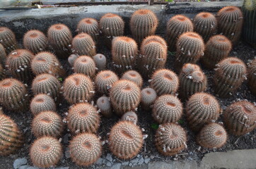 cactus in green house