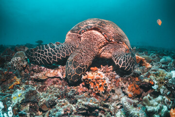 Obraz premium Sea turtle in the wild, resting underwater among colorful coral reef in clear blue water, Indonesia, Gili Trawangan