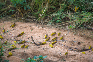 Desert Locusts on dirt road, after feeding on crops. It is a swarming short-horned grasshopper in the family Acrididae. Plagues destroy agricultural production in Africa, Samburu NP, Kenya, India.